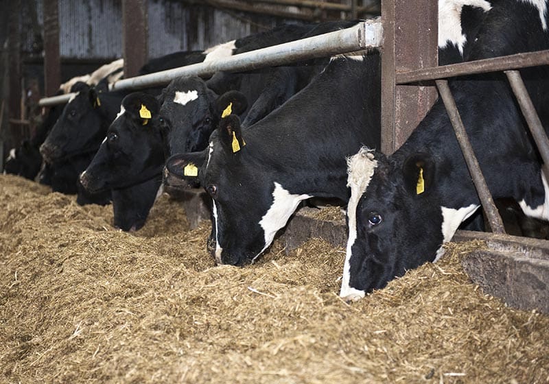 Cows_feeding_5_a